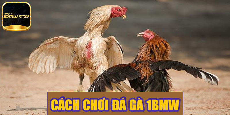 Cách chơi đá gà 1BMW