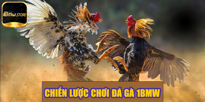 Chiến lược chơi đá gà 1BMW