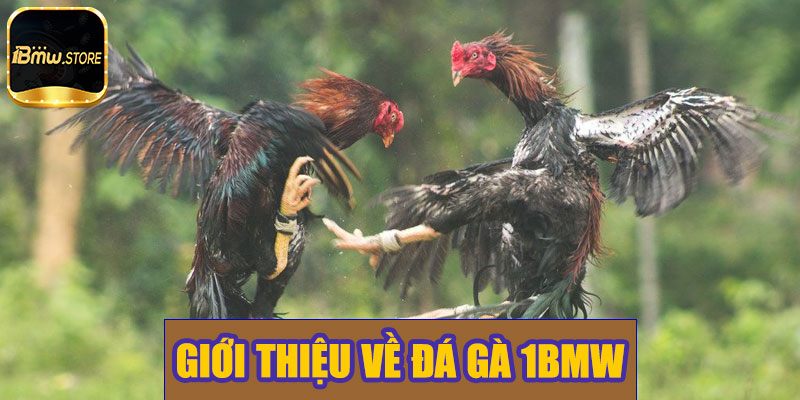 Giới thiệu về đá gà 1BMW