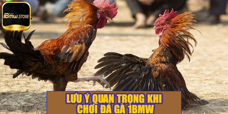 Lưu ý quan trọng khi chơi đá gà 1BMW
