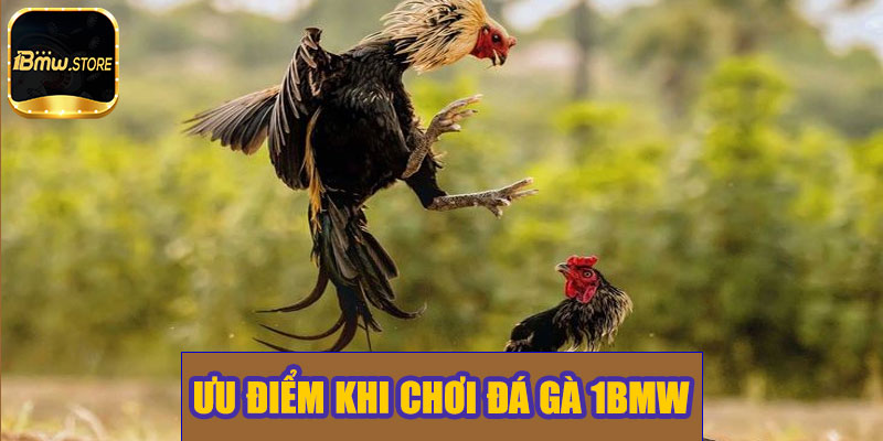 Ưu điểm khi chơi đá gà 1BMW