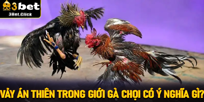 Vảy Án Thiên Trong Giới Gà Chọi Có Ý Nghĩa Gì?
