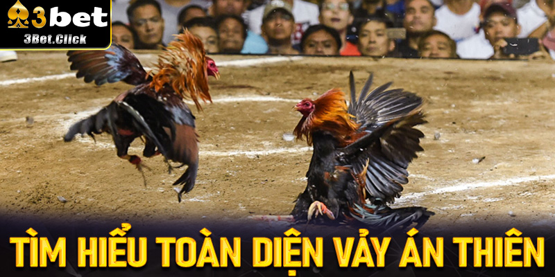 Tìm Hiểu Toàn Diện Vảy Án Thiên – Kiến Thức Quan Trọng Khi Xem Chiến Kê Tại 3bet